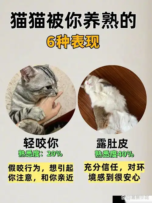 猫咪依赖度拉满！CS2最新战术图灵猫步法成残局翻盘神器